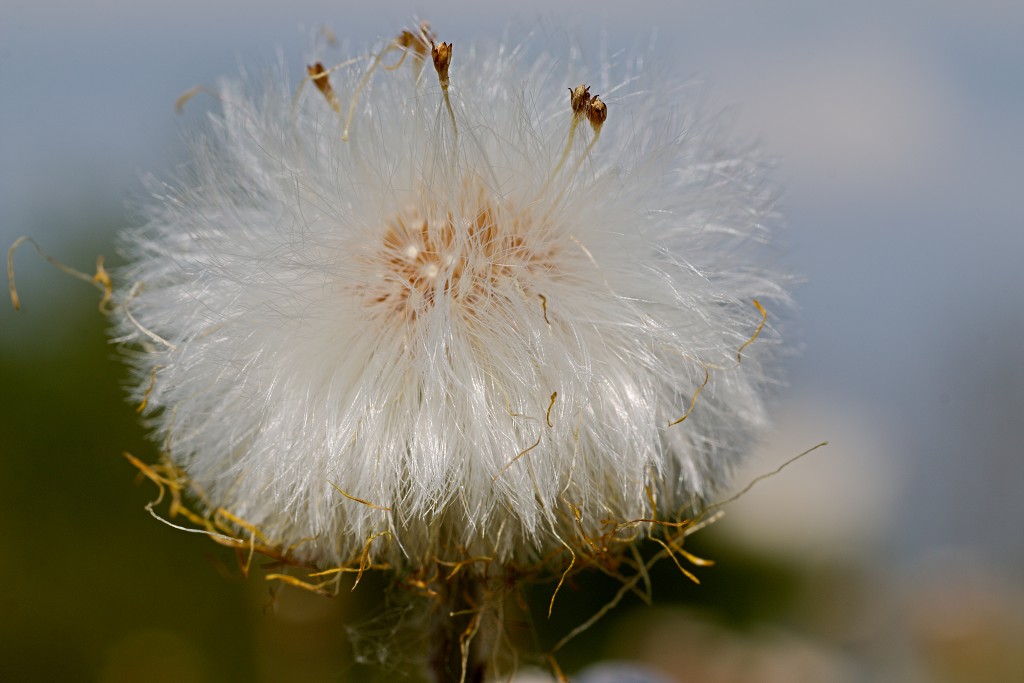 brabant biesbosch biesbos nationaal park natuurgebied natuur bevers eendenkooi rondvaart recreatie